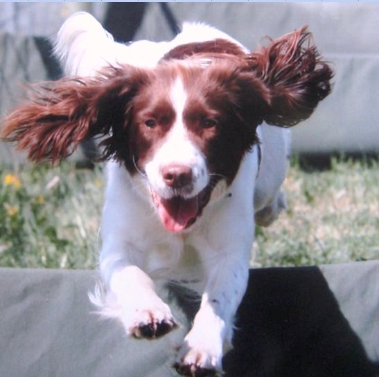 English Springer Spaniel Rescue charity.jpg